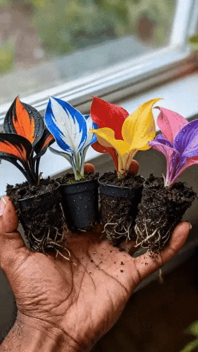 💥LAST DAY SALE 50%OFF💥🌿Premium Rare Hosta Seeds